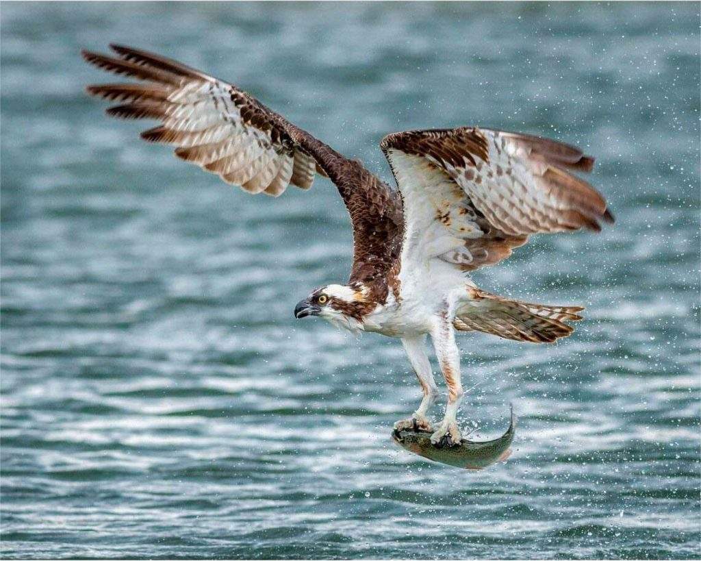 Águila Pescadora (Pandion haliaetus)