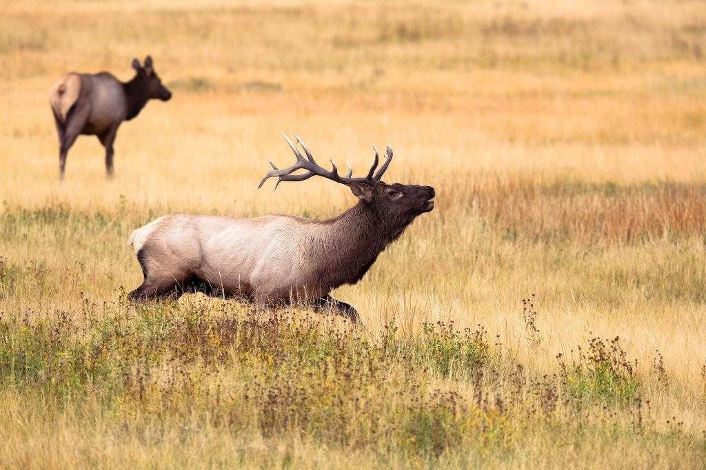 Alces de Yellowstone (Alces alces)