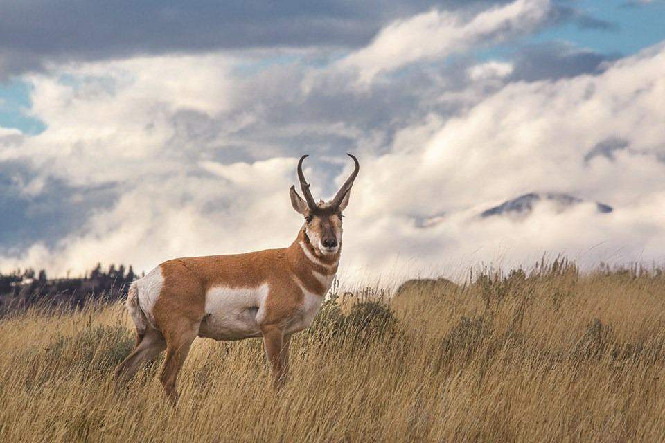 Antílope Americano (Antilocapra americana)