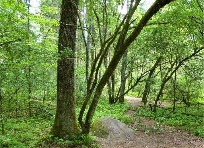 Bosque de Białowieża: Lugar de Poder