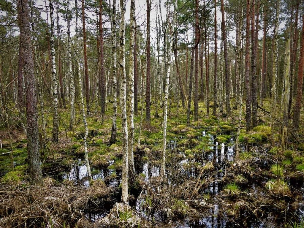 Bosque de Białowieża: Reserva Estricta