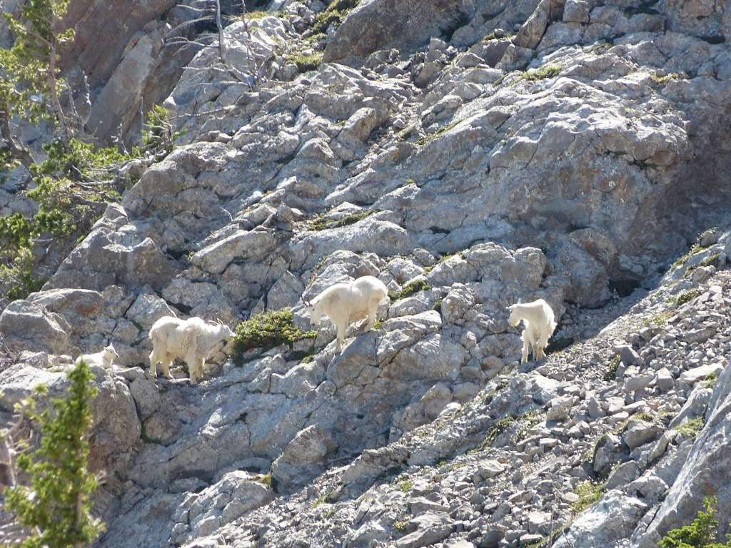 Cabra Montesa (Oreamnos americanus)