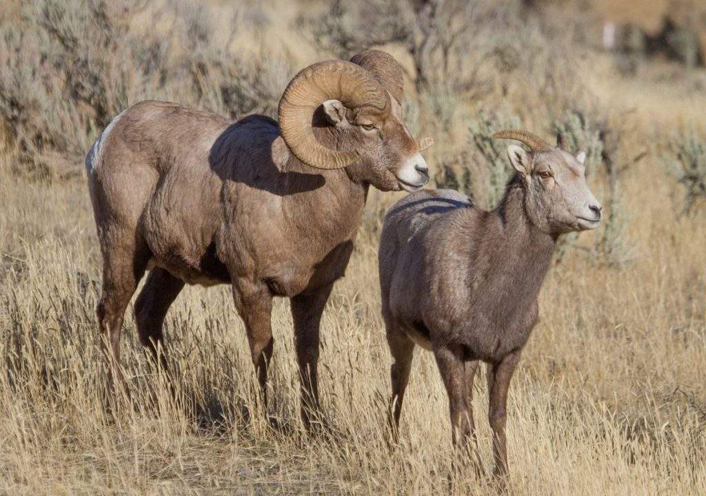 Carnero de las Rocosas (Ovis canadensis)