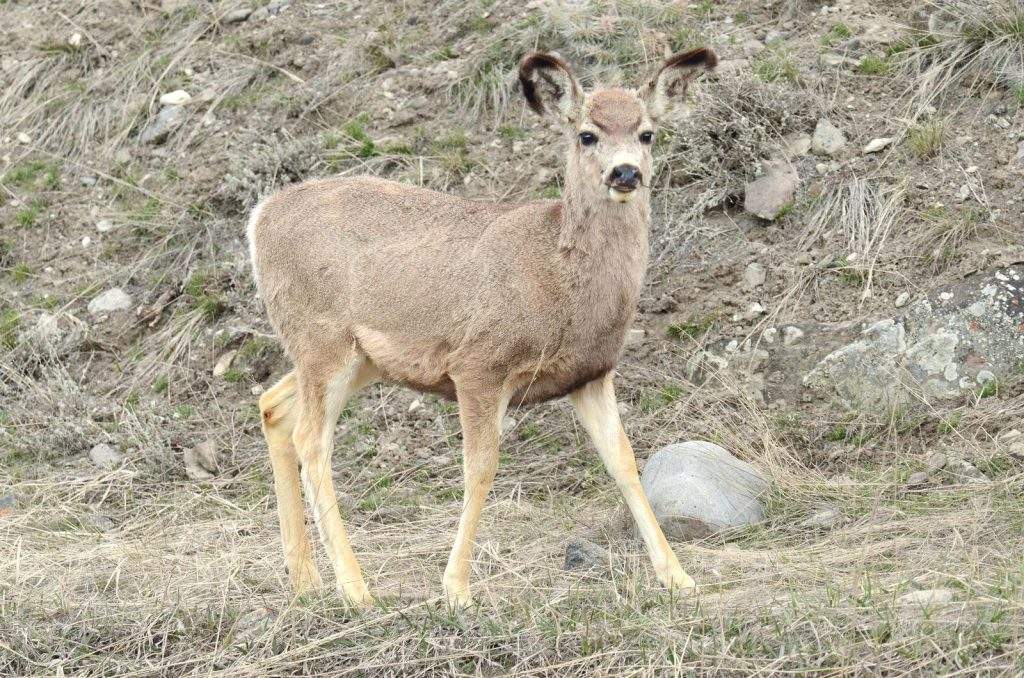 Ciervo Mulo de Yellowstone (Odocoileus hemionus)