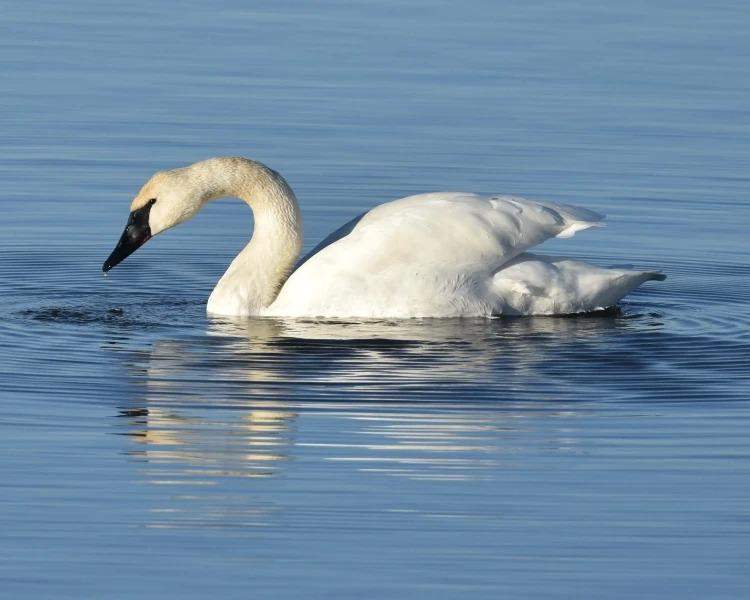 Cisne Trompetero (Cygnus buccinator)