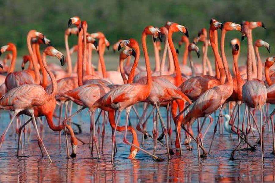 Fauna del Parque Nacional Morrocoy