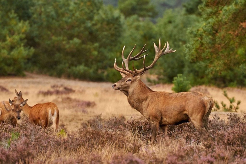 Fauna de Hoge Veluwe