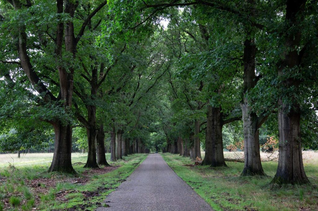 Flora de Hoge Veluwe