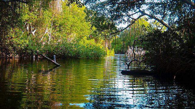 Manglares en el Parque Nacional Morrocoy, Venezuela