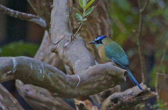 Momoto de corona azul (Momotus coeruliceps)