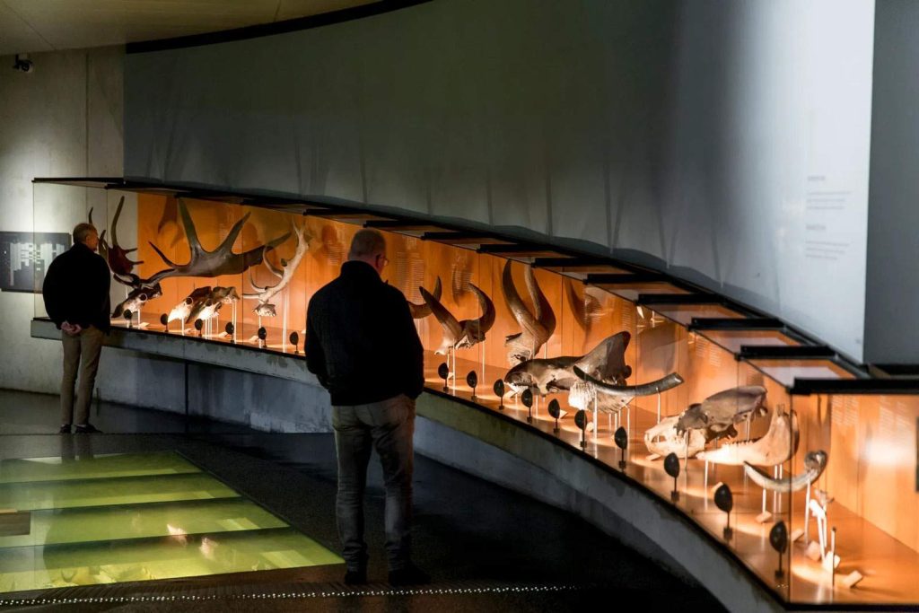 Museonder
