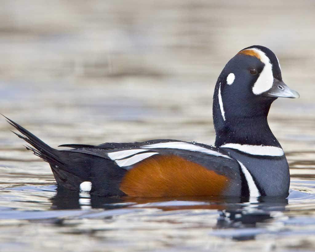 Pato Arlequín (Histrionicus histrionicus)