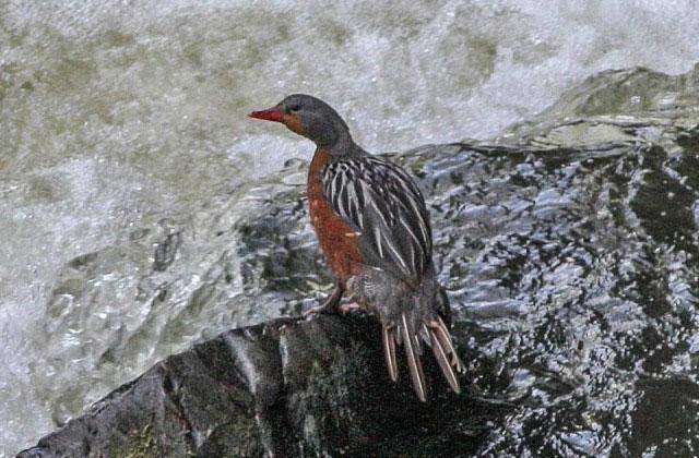 Pato torrentero (Merganetta armata)