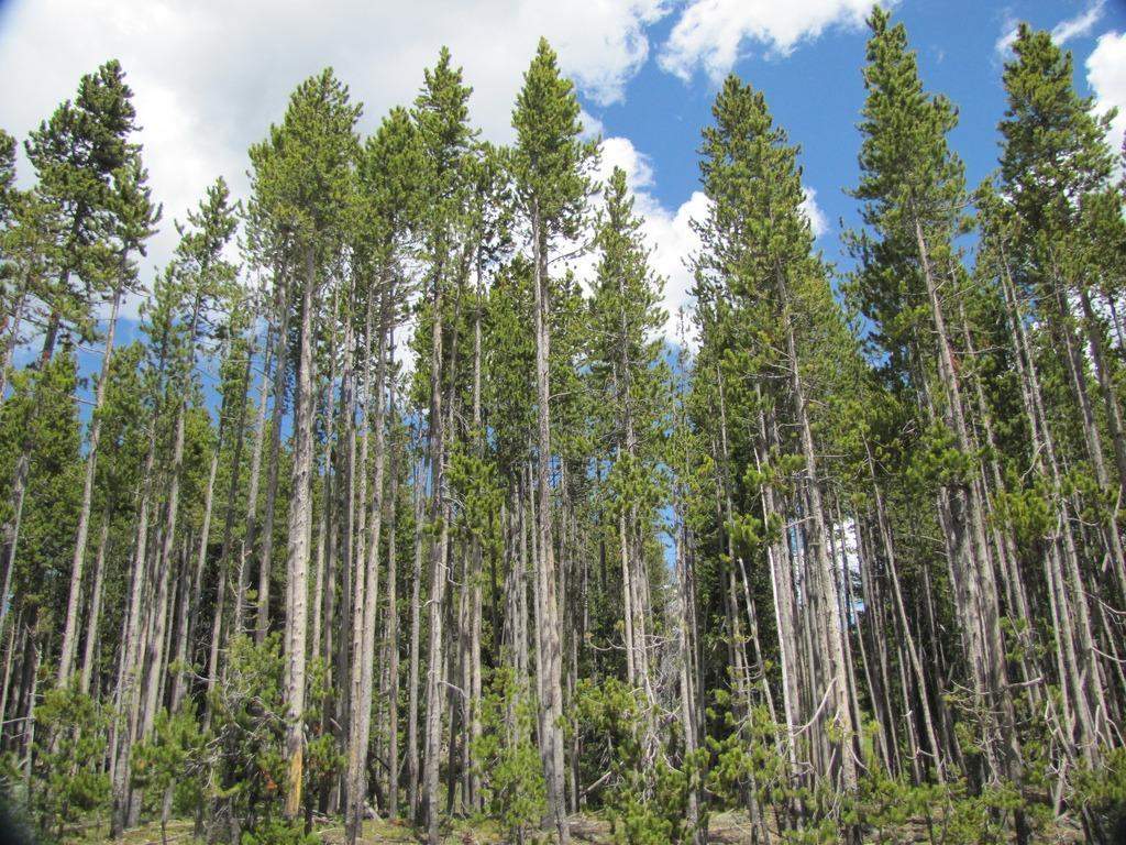 Pino de Corteza de Lodgepole en Yellowstone