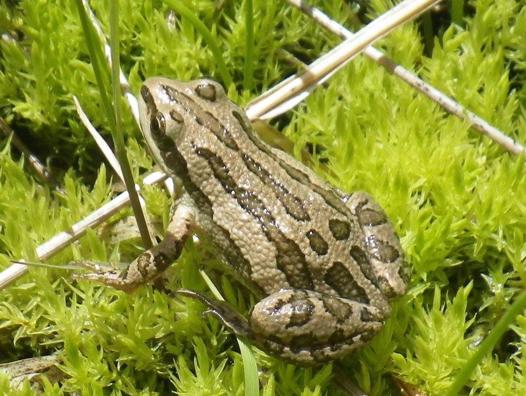 Rana Coro Boreal (Pseudacris maculata)