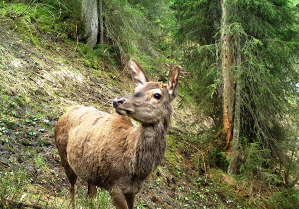 Safari de Ciervos en Suiza