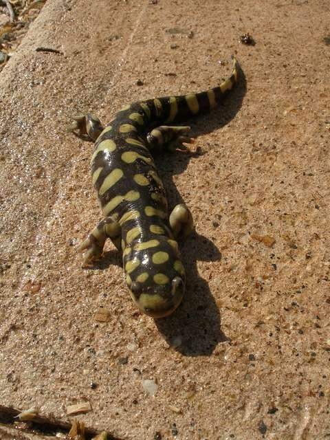 Salamandra Tigre (Ambystoma tigrinum)