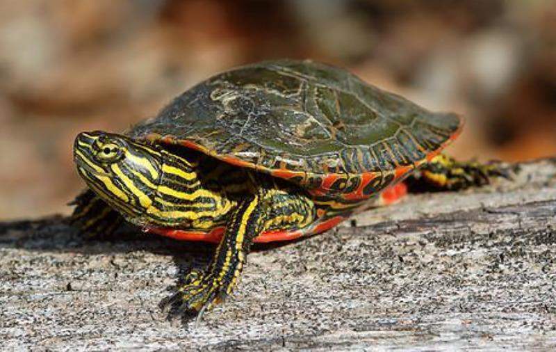 Tortuga pintada (Chrysemys picta)