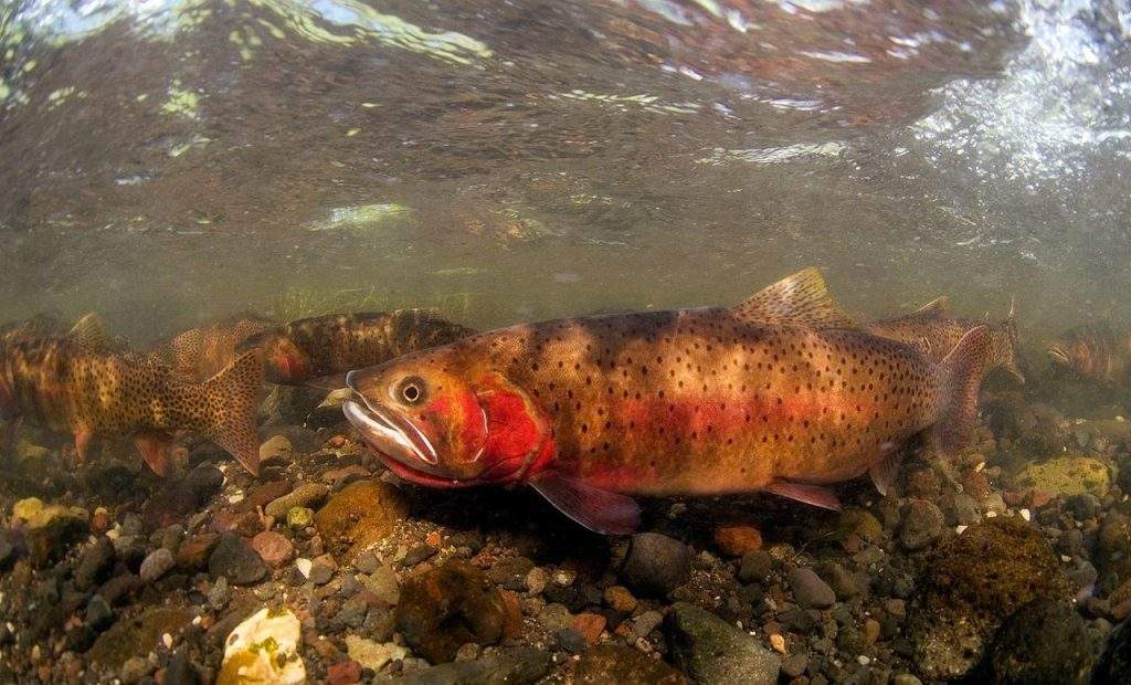 Trucha Degollada de Yellowstone (Oncorhynchus clarkii bouvieri)