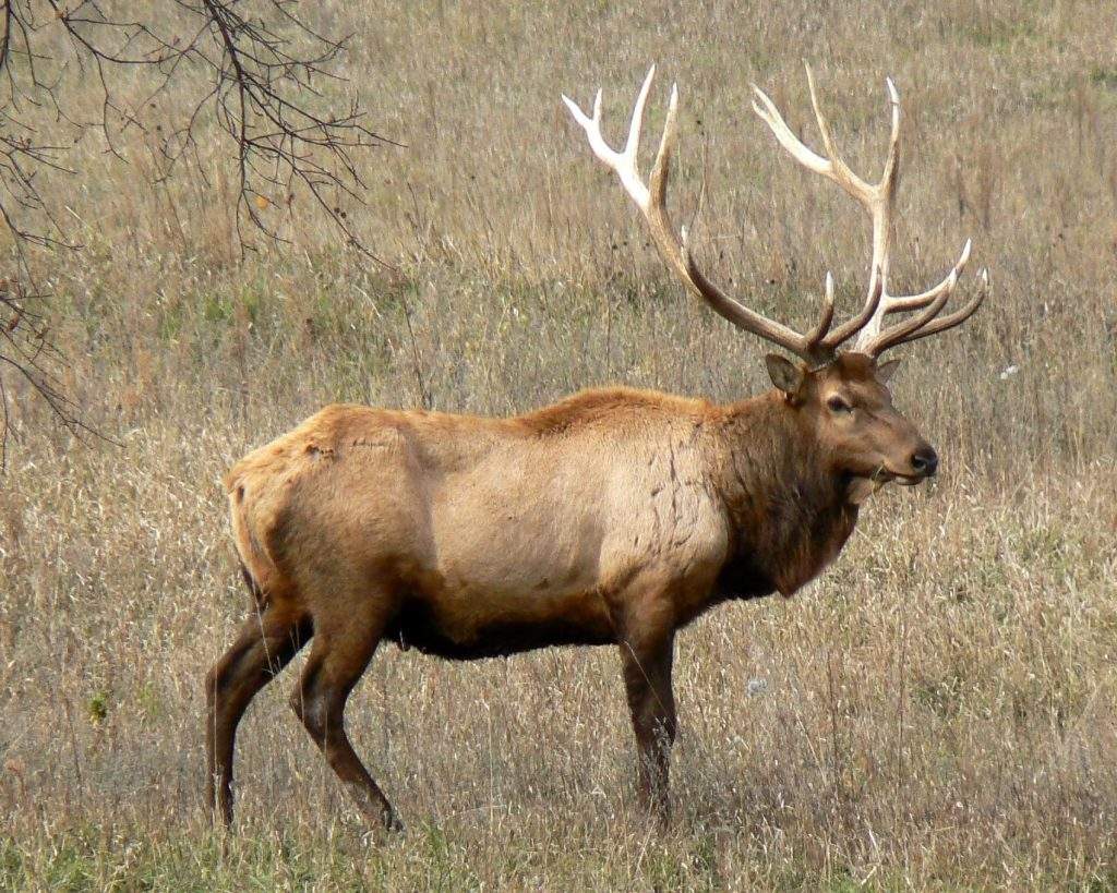 Uapití Canadiense (Cervus canadensis)