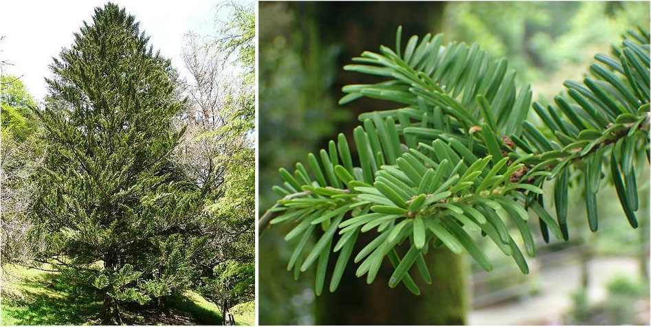 Abeto de Japón (Abies firma).