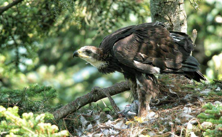 Águila real en el Parque nacional Berchtesgaden, Alemania