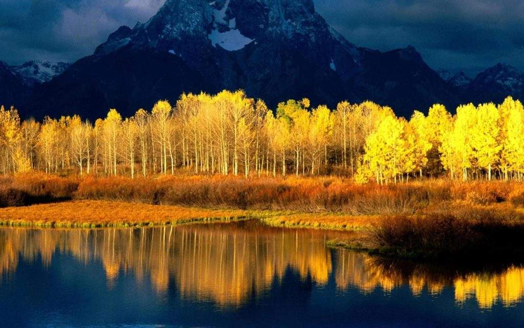 Álamo temblón (Populus tremuloides) en el Parque Nacional Yellowstone