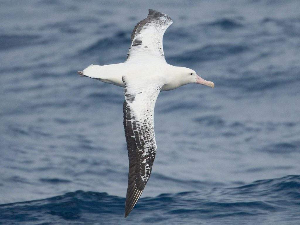 Albratro (Diomedea exulans) volando sobre el mar del Cabo de Hornos en Chile