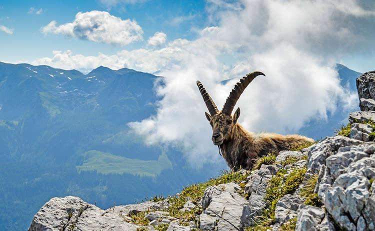 Animales salvajes en el Parque nacional Berchtesgaden de Alemania