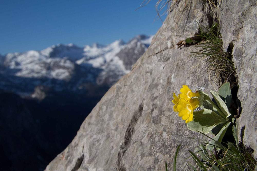 Aurícula Alpina en Berchtesgaden, Alemania