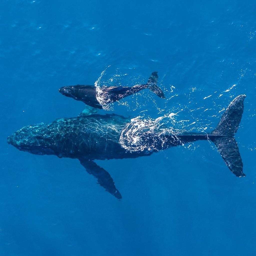 Avistamiento de ballenas en Chile en el área protegida del Parque nacional Cabo de Hornos