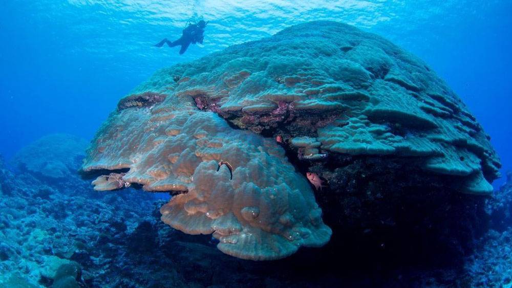 Big Momma, el coral más grande del mundo