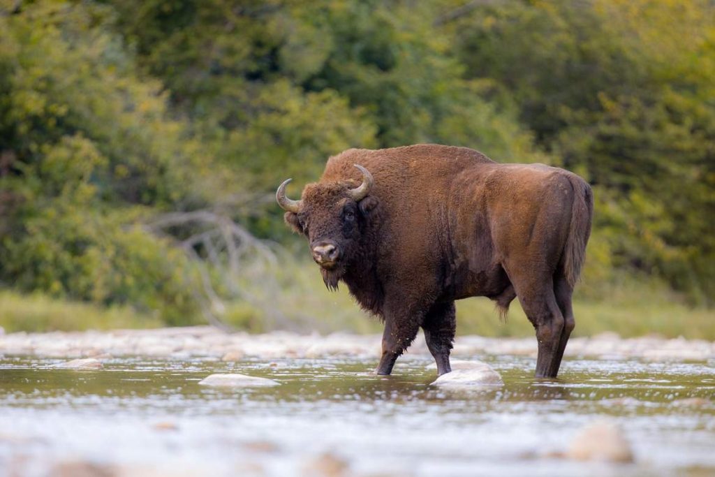Bisontes de Białowieża en Polonia