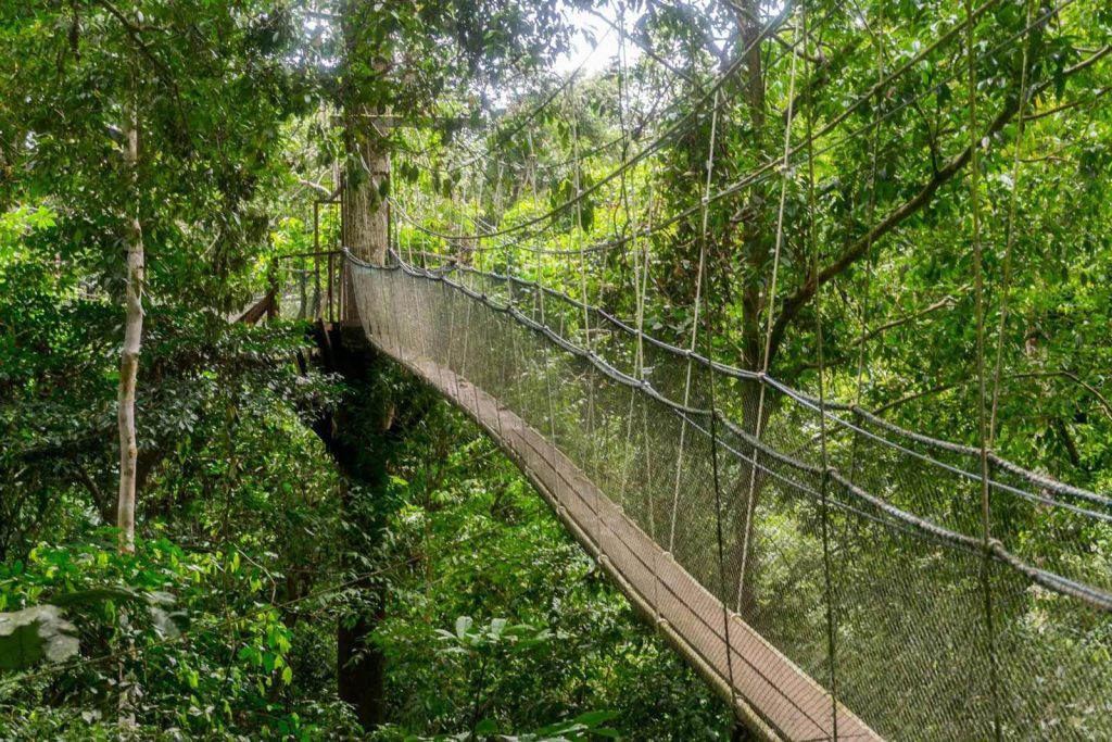 Sendero del Canopy (Canopy Trail en Brunéi)