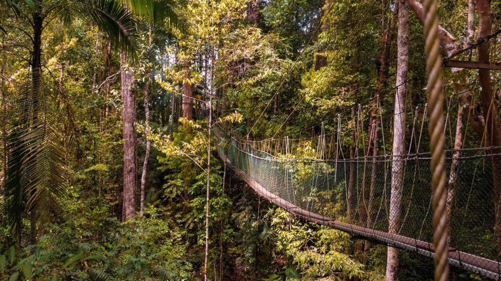 Sendero Canopy Walkway, Taman Negara, Malasia