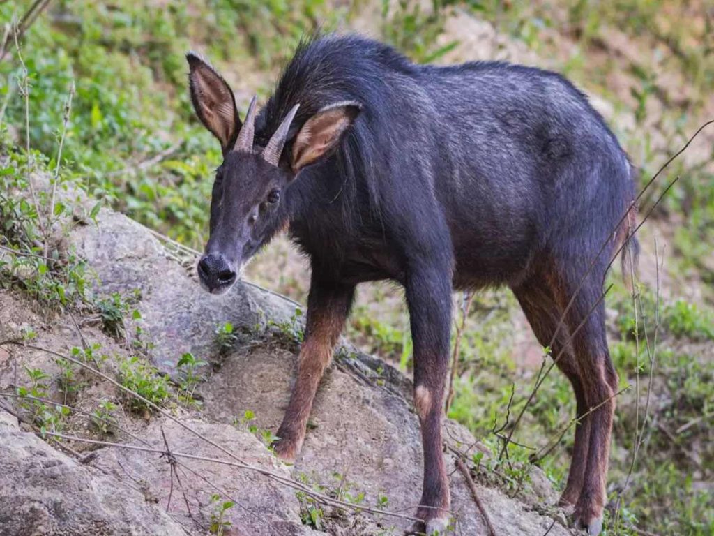 Serow continental (Capricornis thar) en el Parque Nacional Baraiyadhala, Bangladesh