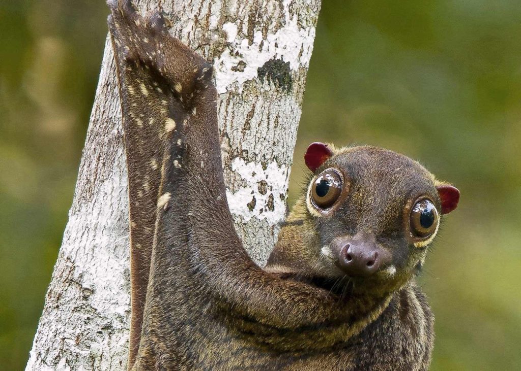 Colugo (Galeopterus variegatus)