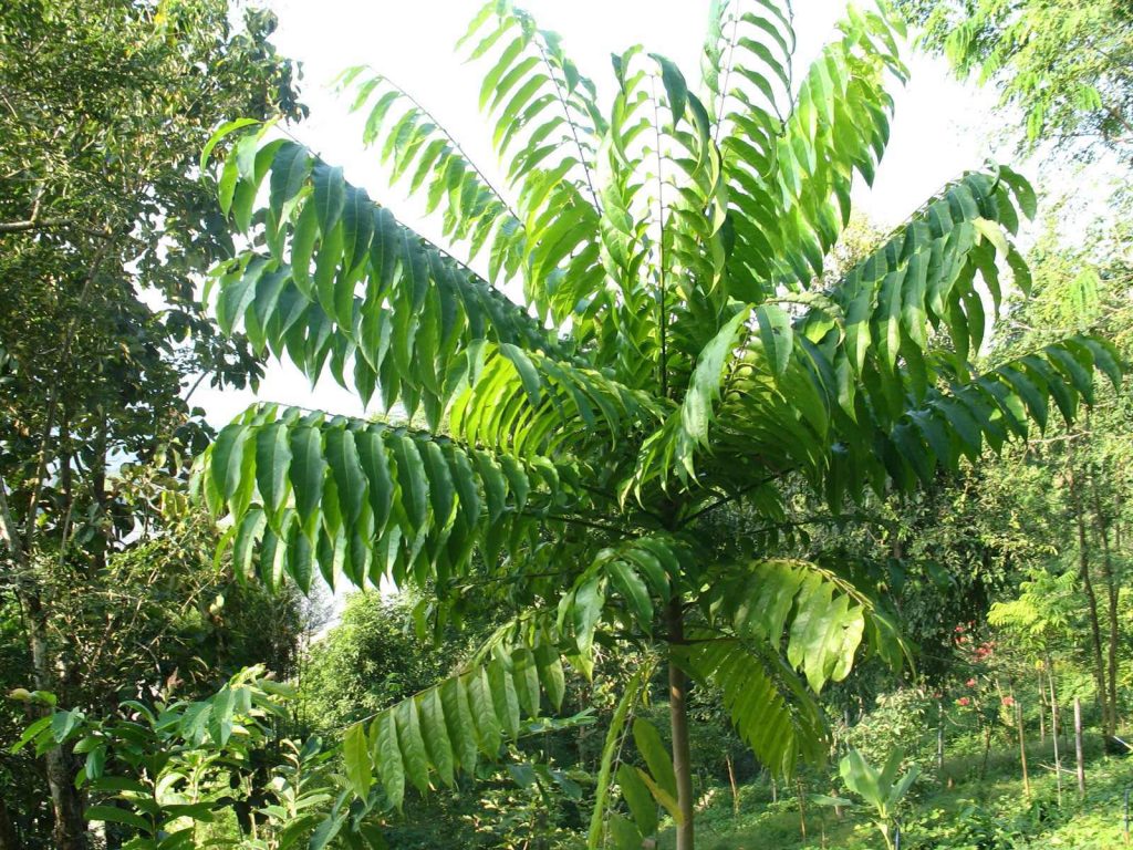 Dracontomelon dao del Parque Puerto Princesa, Filipinas