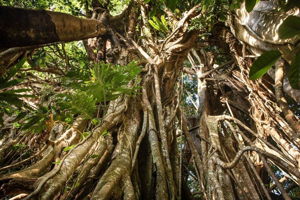 Big Ovava Tree (El Gran Árbol de la plantación forestal)