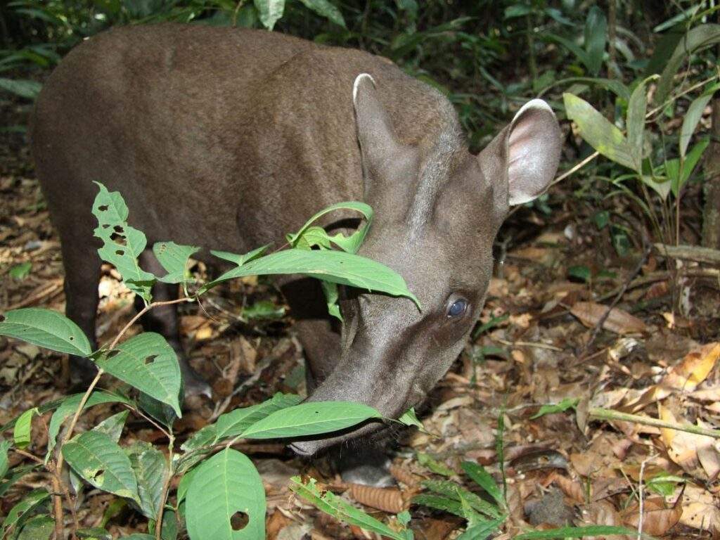 Fauna del Parque Nacional de Anavilhanas