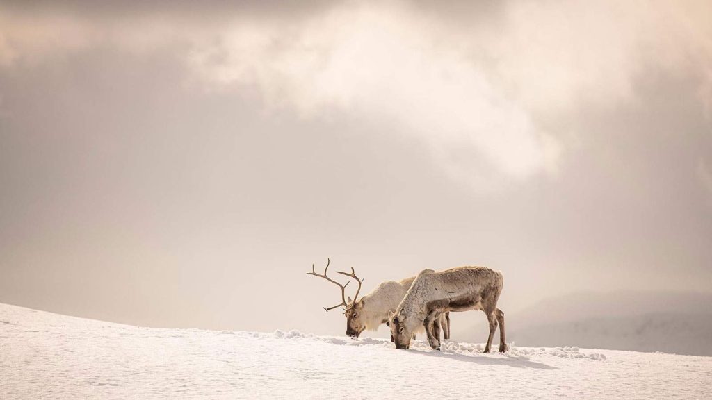 Fauna de Jostedalsbreen en Noruega