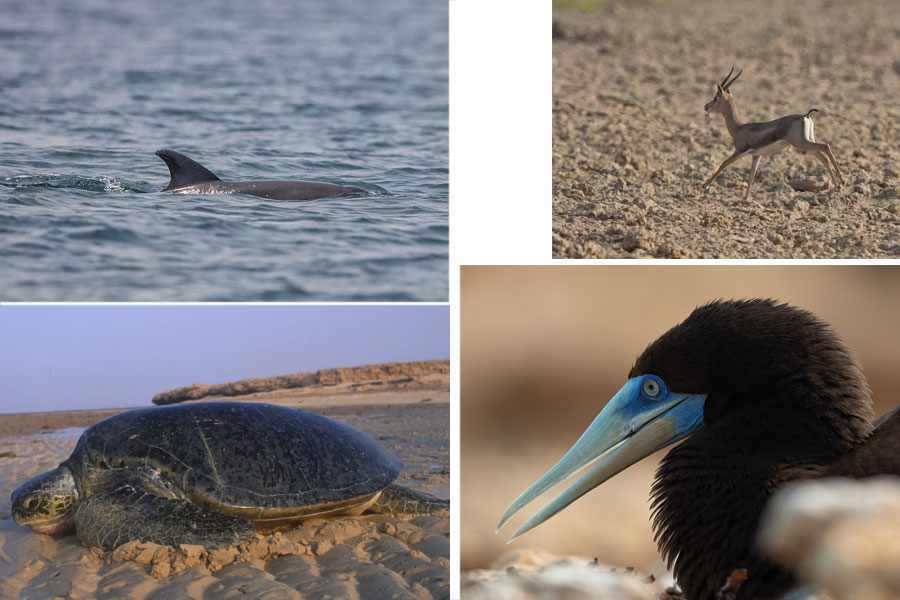 Fauna de las Islas Farasan