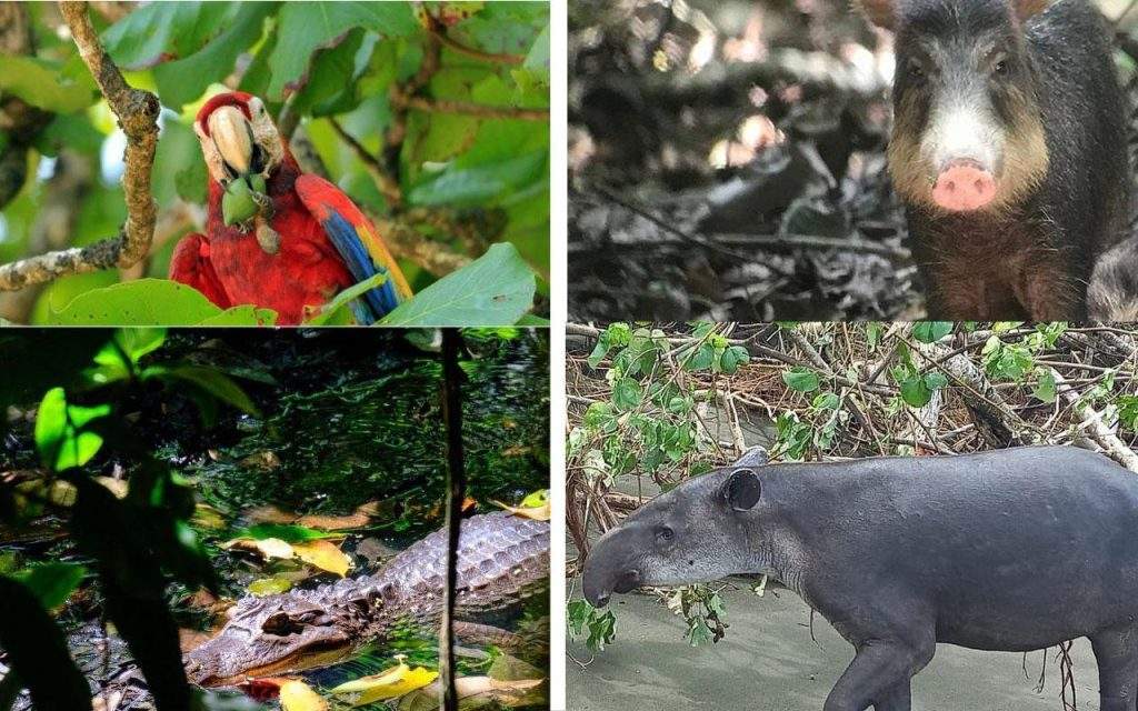 Fauna del Parque nacional chileno Corcovado
