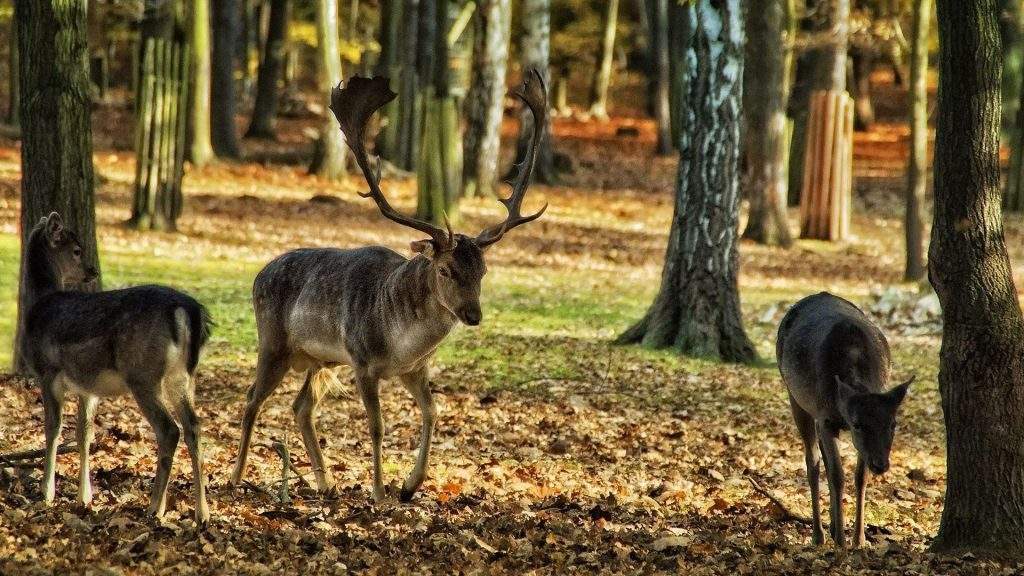 Fauna del Parque Nacional de la Suiza Sajona en Alemania