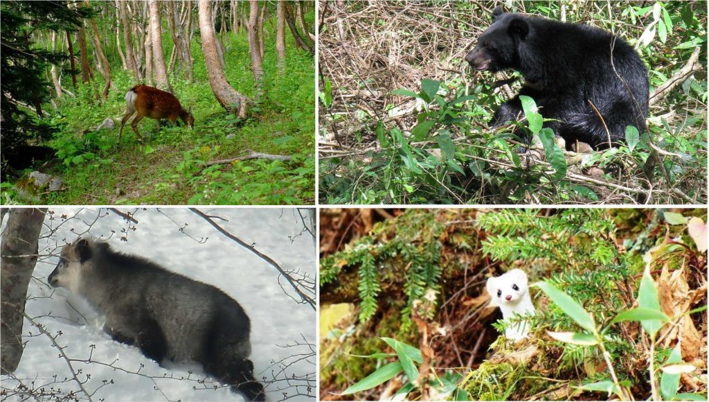 Fauna en los hábitats del Parque Nacional Oze, Japón