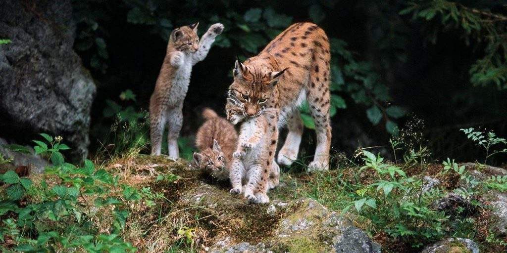Fauna del Parque Nacional Kalkalpen, Austria