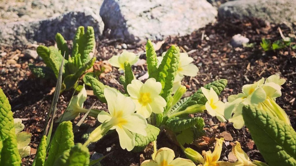 Flora de Jostedalsbreen en Noruega