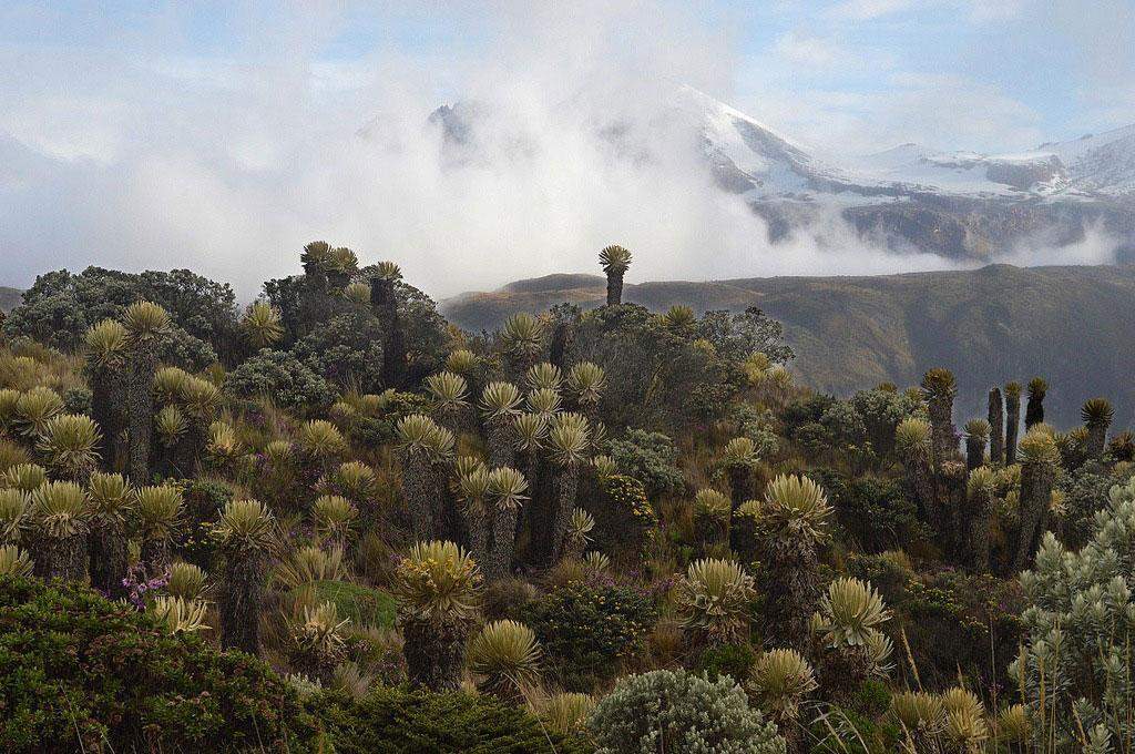 Flora del Parque Nacional Natural Los Nevados en Colombia