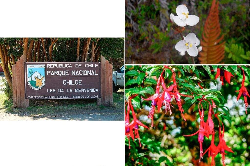 Flora del Parque nacional Chiloé en Chile