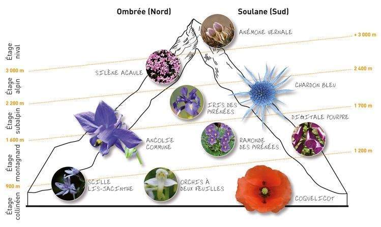 Flora del Parque nacional de los Pirineos, Francia